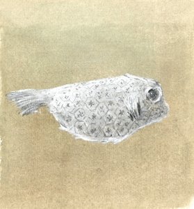 盒鱼，斯里兰卡，2015年